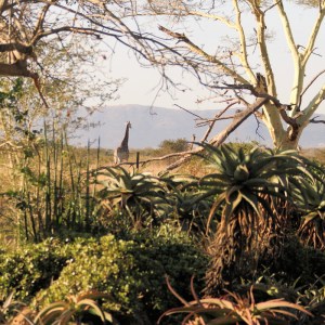 20120810 - CS1_7176 - E