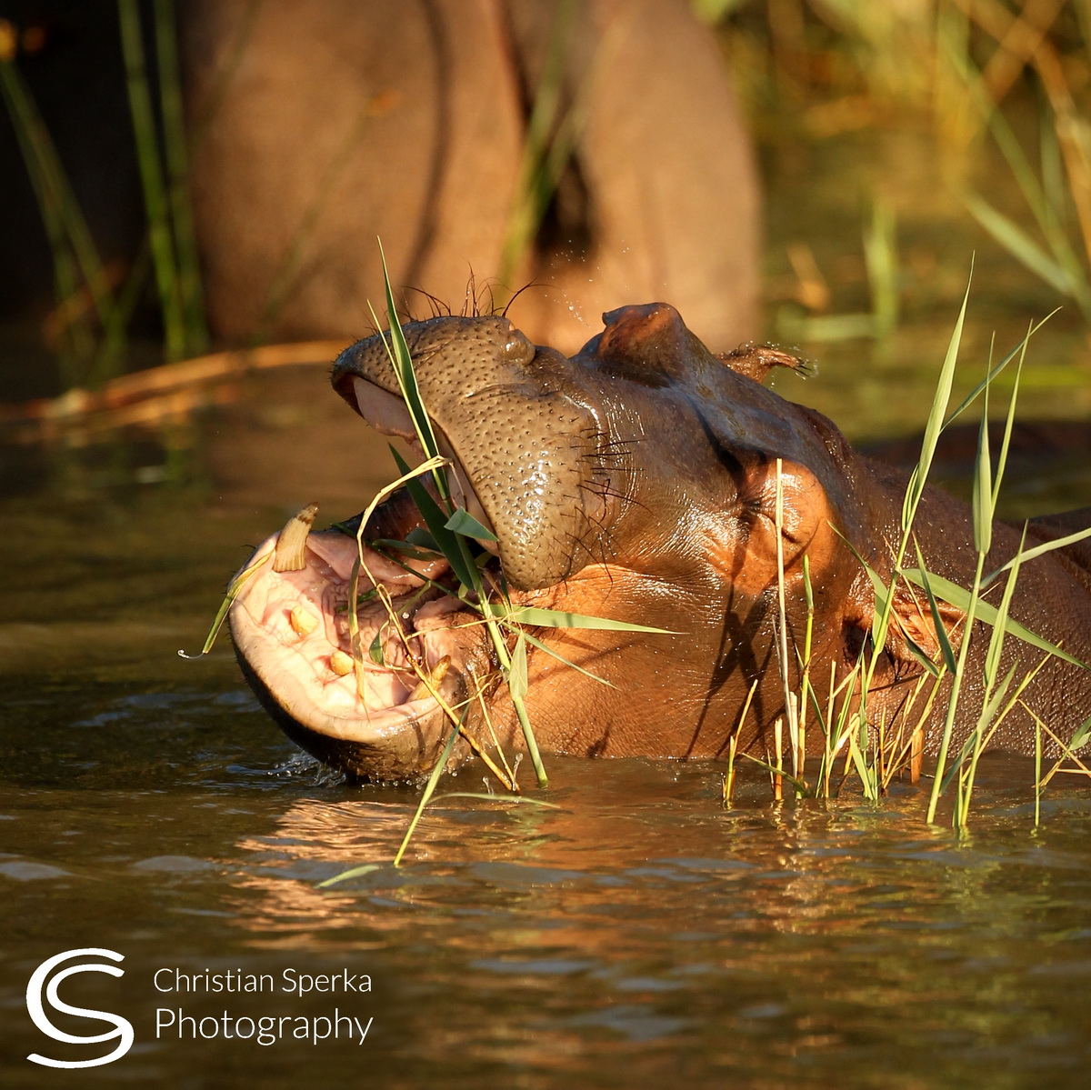 20150210 - CS1_0748 - C