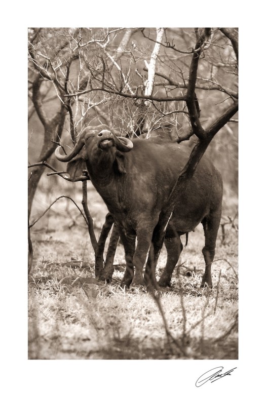 20131111 - CS1_0408 - S 2