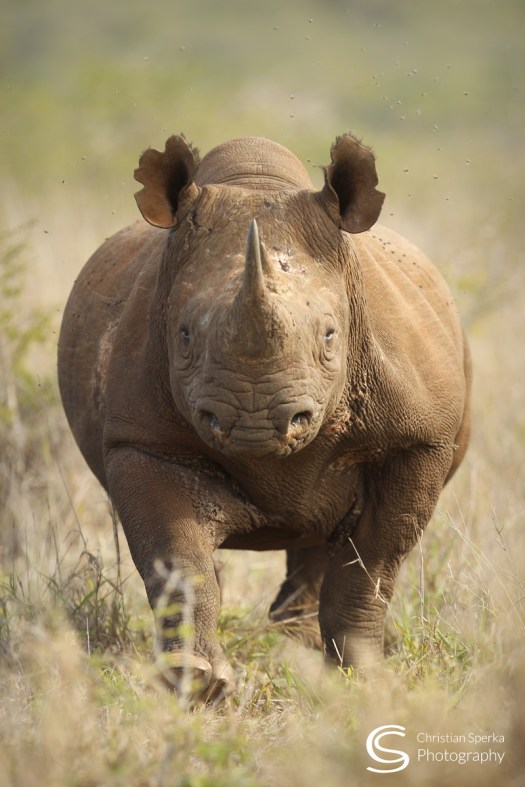 20150422 - CS3_5890 - E