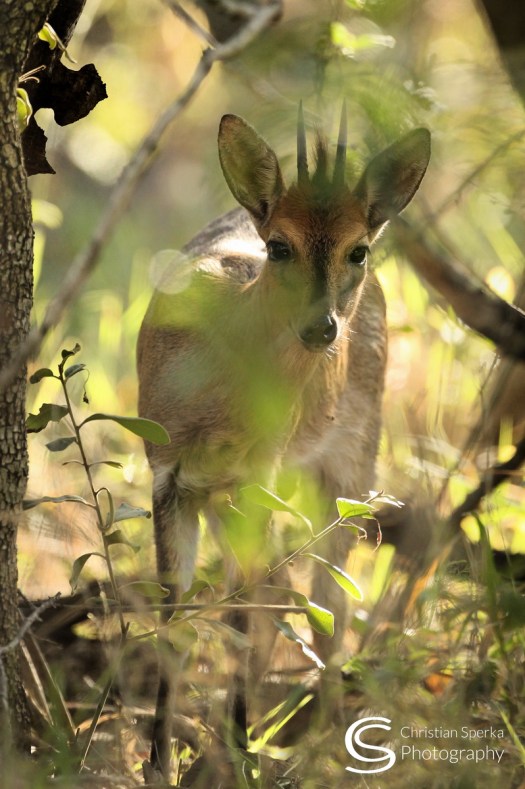 20150504 - CS1_6372 - C