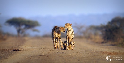 20150521 - CS1_7376 - E