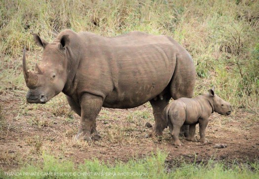 20150523 - CS1_7652 - E