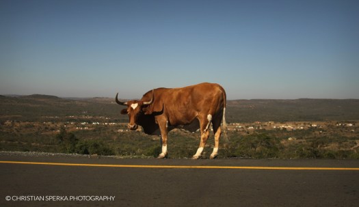 20150530 - CS1_9115 - C