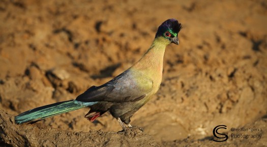 20150528 - CS3_8080 - C