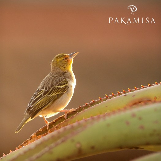 20150703 - CS1_5280 - P