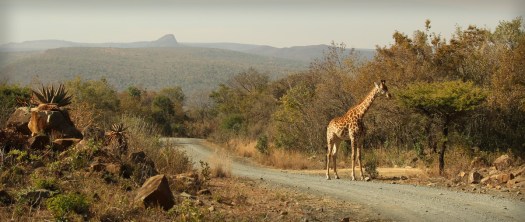 20150704 - CS2_6159 - E