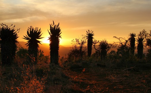 20150704 - CS2_6335 - E