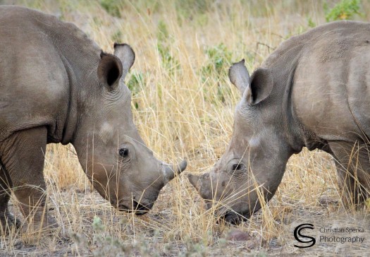 20150710 - CS3_6864 - C