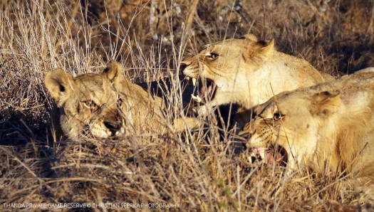 20150718 - CS3_7117 - T