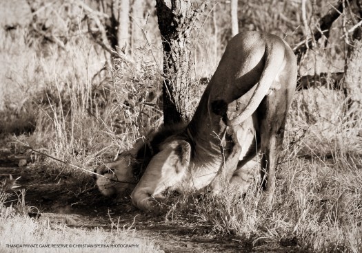 20150718 - CS3_7126 - T