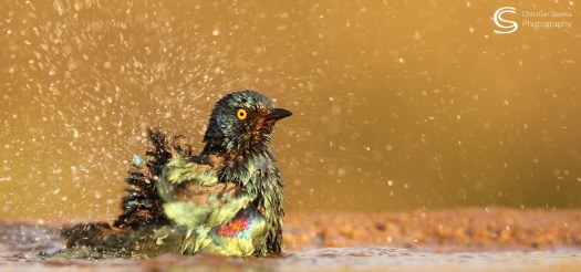 20150721 - CS2_8437 - C