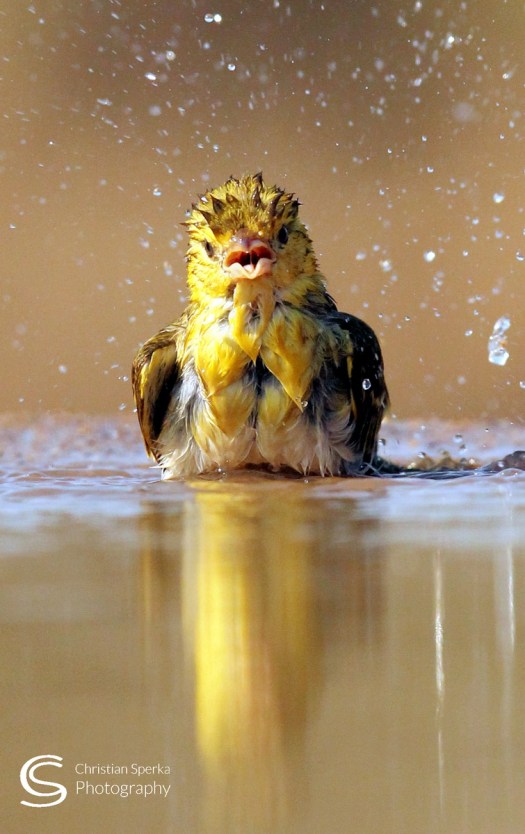 A 20150720 - CS2_7690 - c