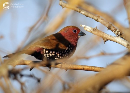 B 20150720 - CS1_8044 - C