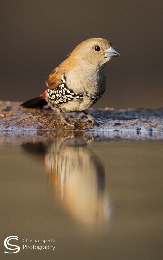 B 20150720 - CS1_8054 - C