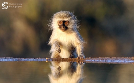 C 20150720 - CS3_7904 - C