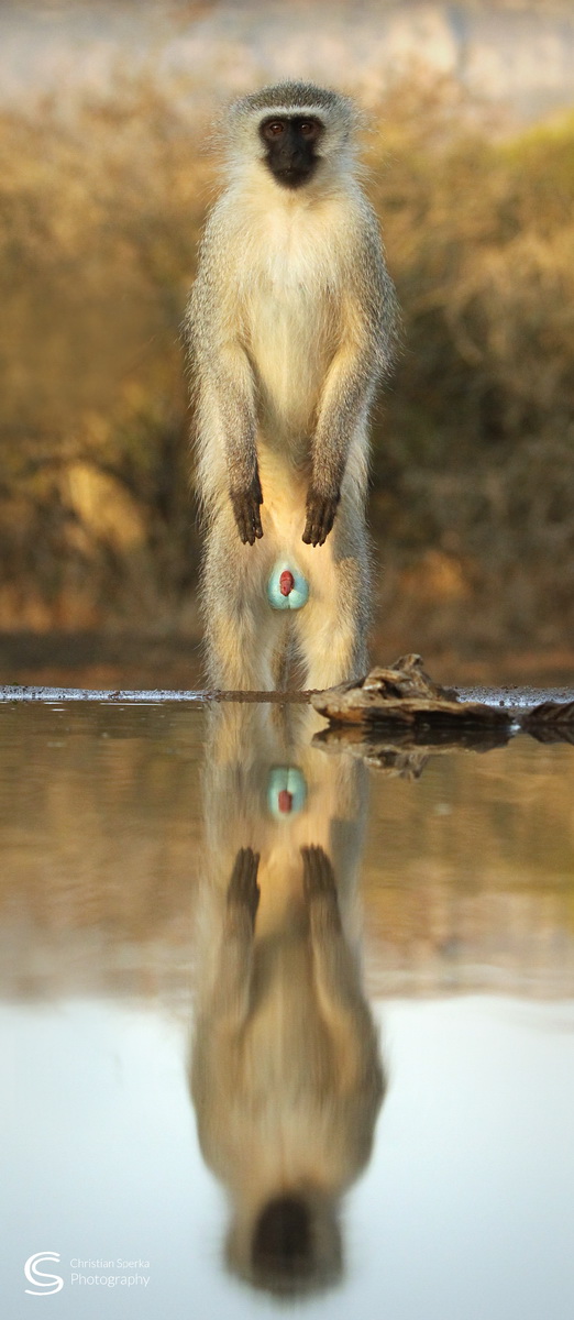 C 20150720 - CS3_7961 - C