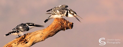 D 20150719 - CS2_7104 - C