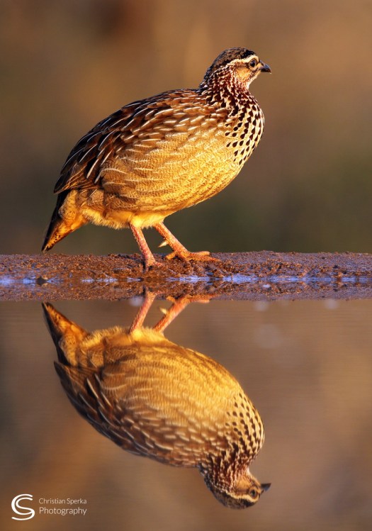 H 20150721 - CS2_8242 - C