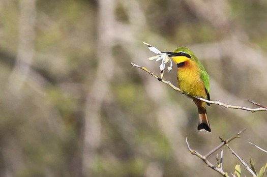 20150422 - CS3_5848 - E