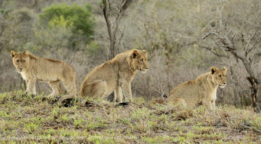 20150801 - CS3_9336 - T