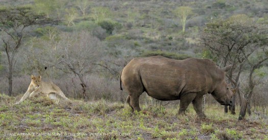 20150801 - CS3_9347 - T