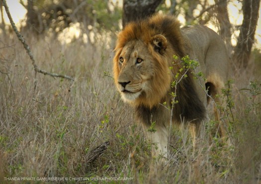 20150816 - CS3_1046 - T