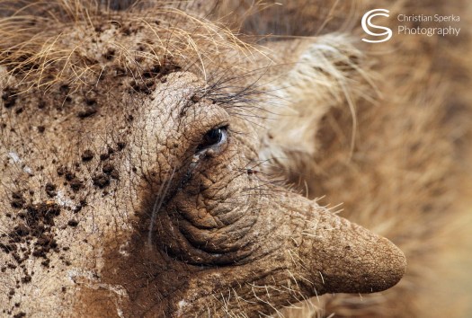 F 20150720 - CS1_7541 - C