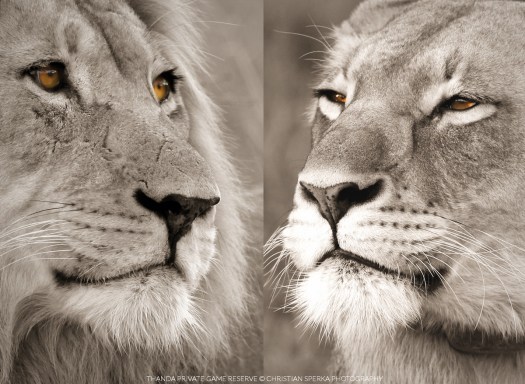 20150816 - CS0_1727 - T