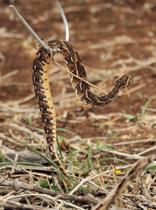 20150905 - CS1_0893 - E