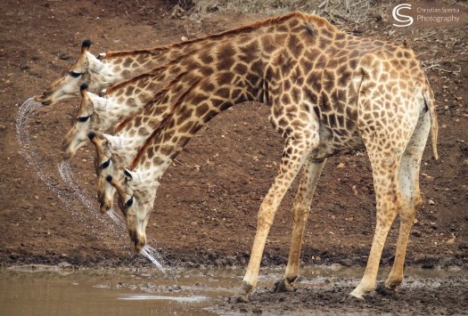 20150929 - CS0_2130 - C