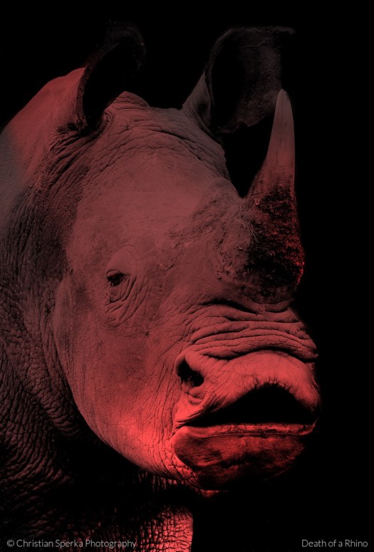 Death of a Rhino CSP 4