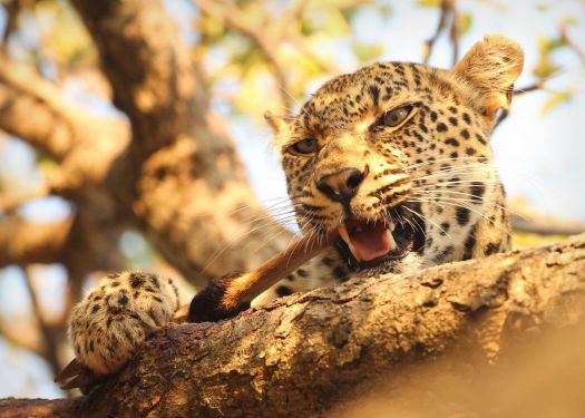 20110701 - CS2_6663 - E