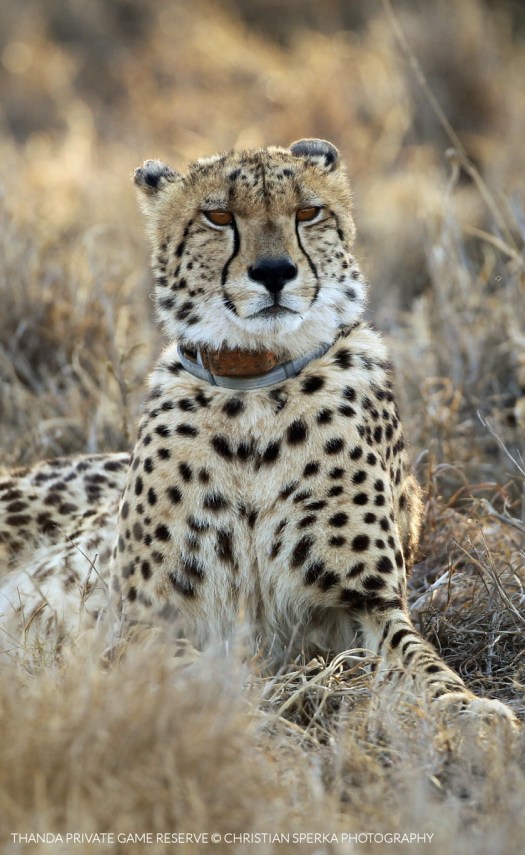 20151110 - CS1_3373 - T