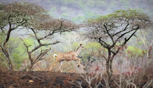 20151121 - CS2_5162 - E