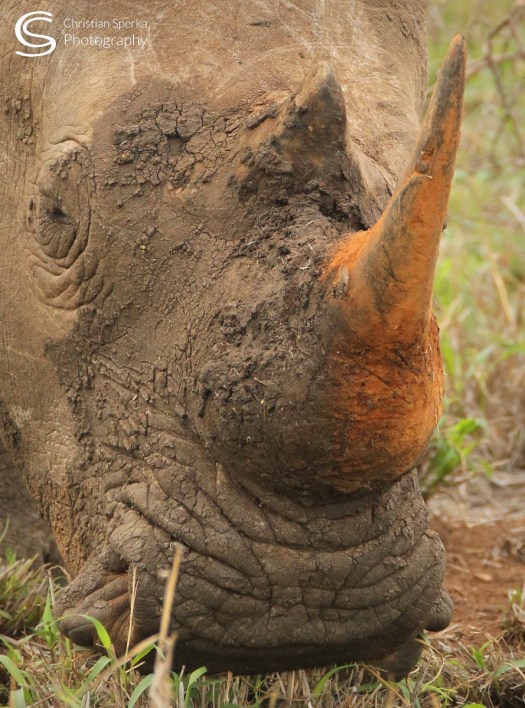 20151128 - CS2_6320 - C