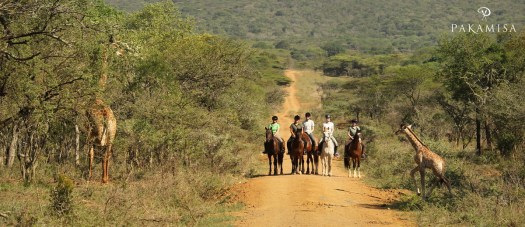 The best way to view Giraffe is on horsback!