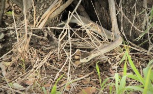 20151227 - CS2_2430 - E