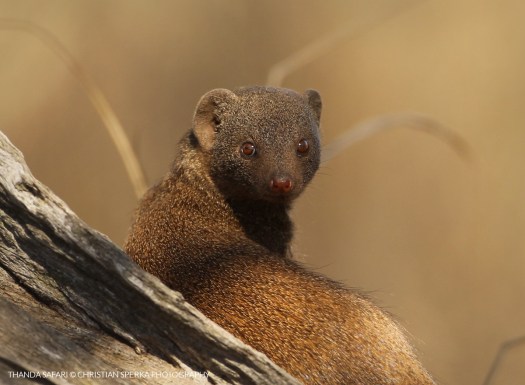 20110630 - CS2_6420 - E - 05