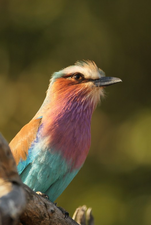 20110703 - CS2_7037 - E - 04