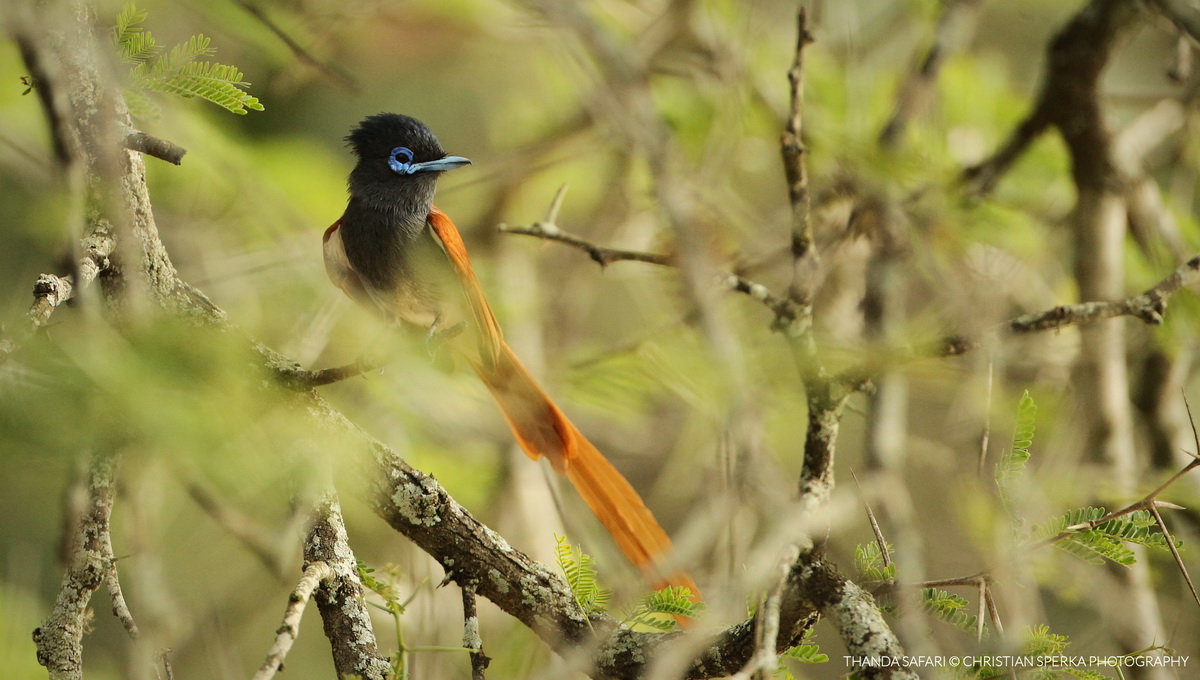 Bird of the Day – African Paradise Flycatcher – Christian Sperka