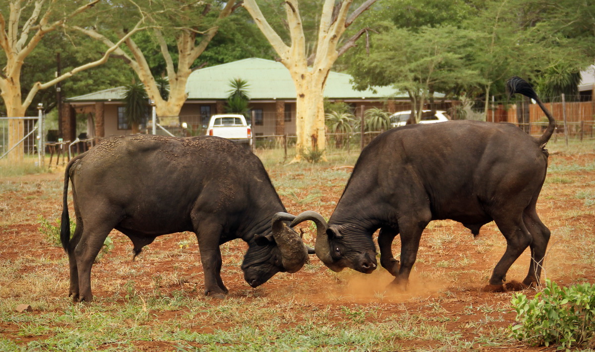 20160113 - CS2_4407 - E