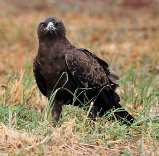 20160124 - CS1_8523 - E - 00