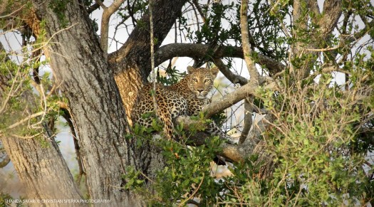 20160210 - CS3_6967 - T