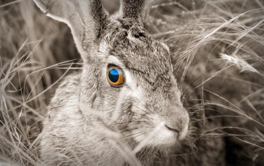 20130211 - CS2_1056 - EATSER