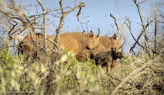 20160229 - CS3_9147 - E