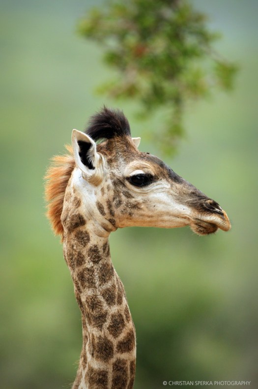 20160403 - CS2_3472 - C - 02