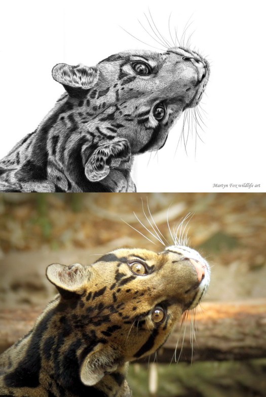 Clouded Leopard portrait