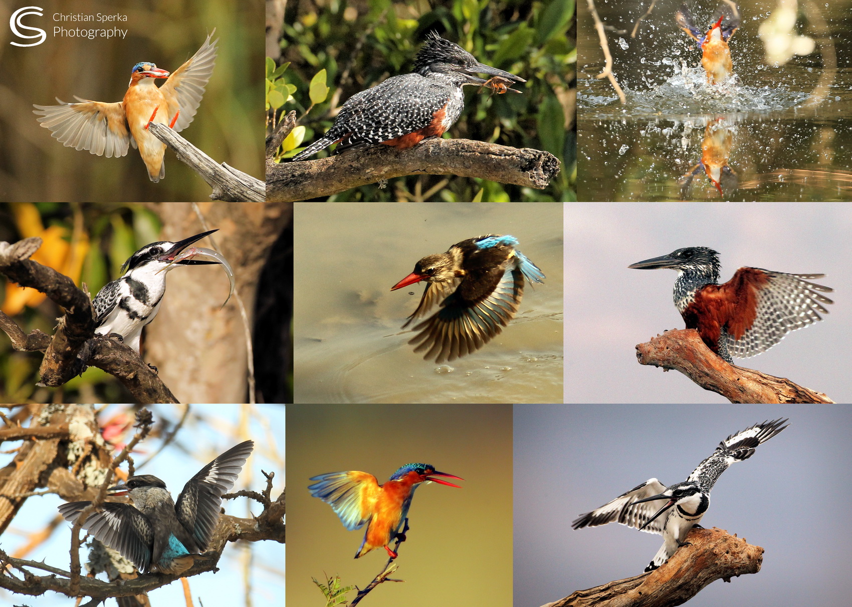 Kingfisher Collage