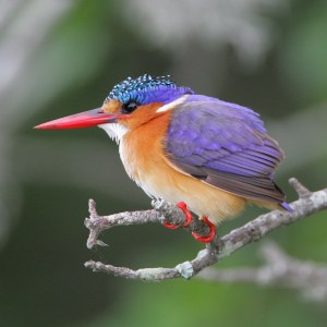 Malachite Kingfisher
